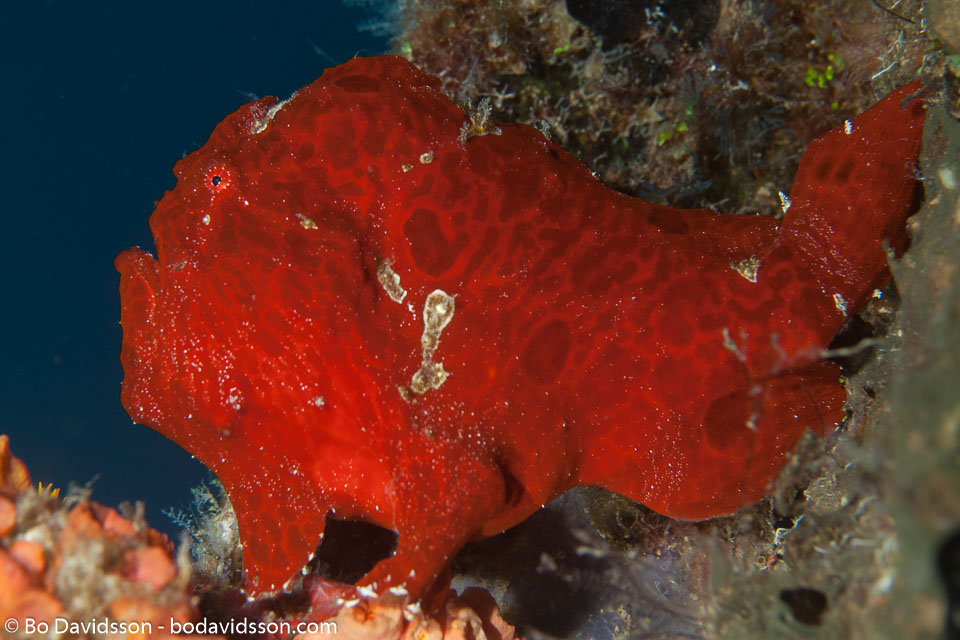 BD-150423-Maldives-7929-Antennarius-commerson.-(Lacepède.-1798)-[Commerson's-frogfish].jpg